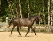 Cheval de sport et loisirs 