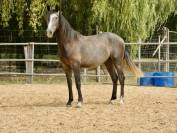 Cheval de sport et loisirs 
