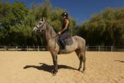 Cheval de sport et loisirs 