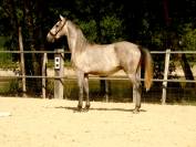 Cheval de sport et loisirs 