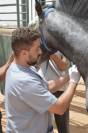 Soigneur de chevaux / Palefrenier