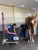 Soigneur de chevaux / Palefrenier