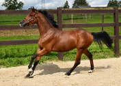 Cheval de sport 