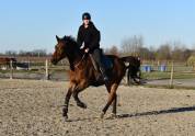 Cheval Hongre maitre d'&eacute;cole