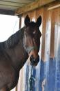Cheval Hongre maitre d'&eacute;cole