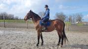 Cheval Hongre maitre d'&eacute;cole
