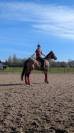 Cheval Hongre maitre d'&eacute;cole