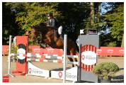 Hongre bai 14 ans par SIR SHUTTERFLY