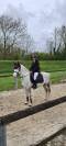 A VENDRE PONEY D