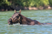 KALA - Quarter Horse Grullo