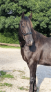 N' Joy, Superbe Quarter Horse M&acirc;le 