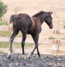 Poulain paint horse PP