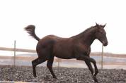 Poulain paint horse PP
