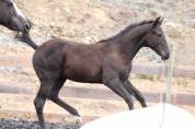 Poulain paint horse PP