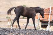 Poulain paint horse PP