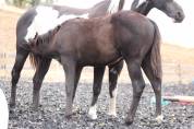 Poulain paint horse PP