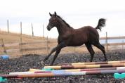 Poulain paint horse PP