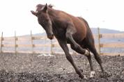 Poulain paint horse PP