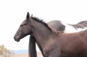Poulain paint horse PP