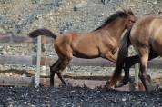 Pouliche PRE bai pearl