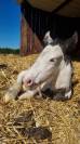 QUASAR DU MEL-2026-POULAIN MALE - IRISH COB