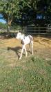 QUASAR DU MEL-2026-POULAIN MALE - IRISH COB