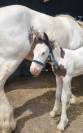 QUASAR DU MEL-2026-POULAIN MALE - IRISH COB