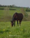 HARAS DE LA COUR | PENSION &Eacute;QUINE DEPUIS 1965