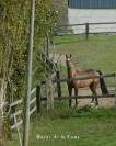 HARAS DE LA COUR | PENSION &Eacute;QUINE DEPUIS 1965