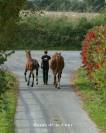 HARAS DE LA COUR | PENSION &Eacute;QUINE DEPUIS 1965