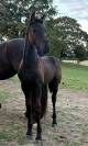 poulain frison 