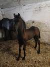 poulain frison 