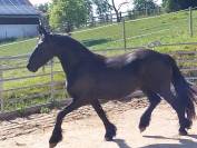 A vendre pouliche Arabo frison
