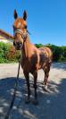 Cheval 9 ans pur sang 