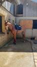 Cheval 9 ans pur sang 