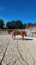 Cheval 9 ans pur sang 