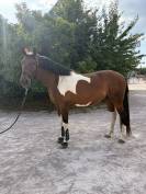 Paladin Loy &ndash; Hongre SBS pie bai &ndash; 5 ans &ndash; 1,63 m