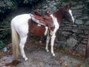 Puledra  di 4 anni 