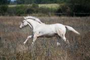 Jeune cheval lusitano sport
