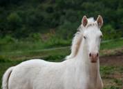 Jeune cheval lusitano sport