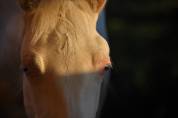 Jeune cheval lusitano sport