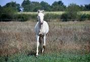 Jeune cheval lusitano sport