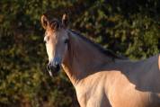 jeune cheval sport ib&eacute;rique
