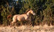 jeune cheval sport ib&eacute;rique