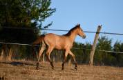 jeune cheval sport ib&eacute;rique