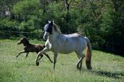 jeune cheval sport ib&eacute;rique