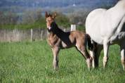 jeune cheval sport ib&eacute;rique