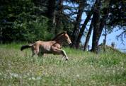 jeune cheval sport ib&eacute;rique