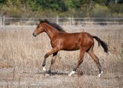pouliche dressage