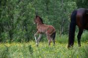 pouliche dressage